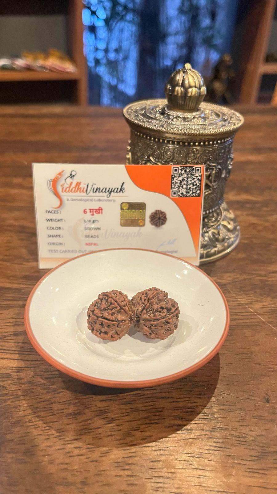 Eternal Harmony Rudraksha Bead