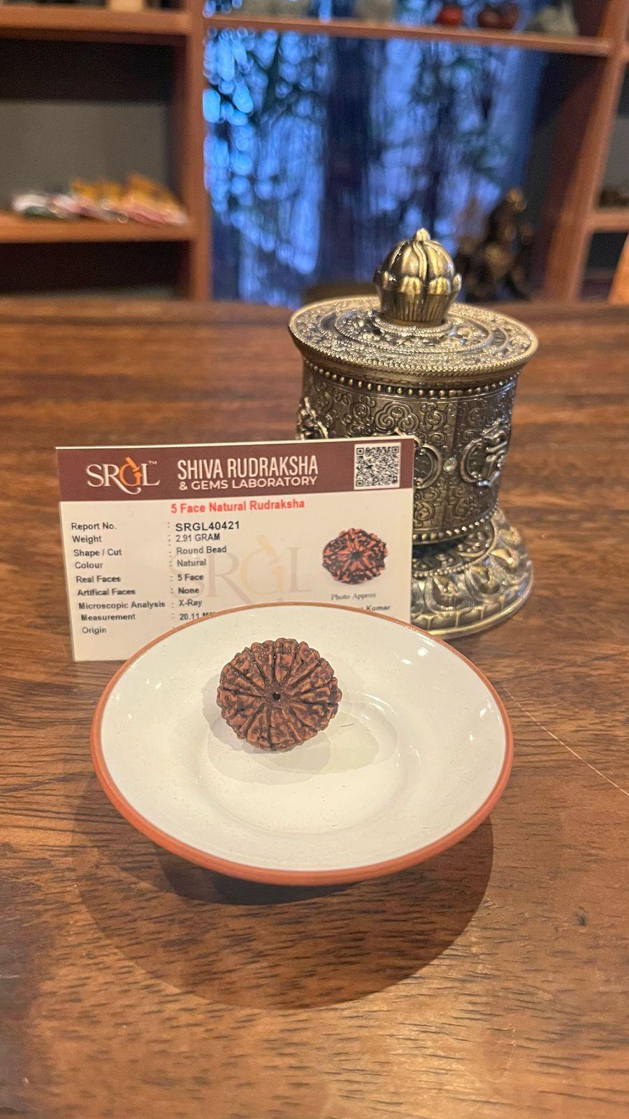 Eternal Harmony Rudraksha Bead